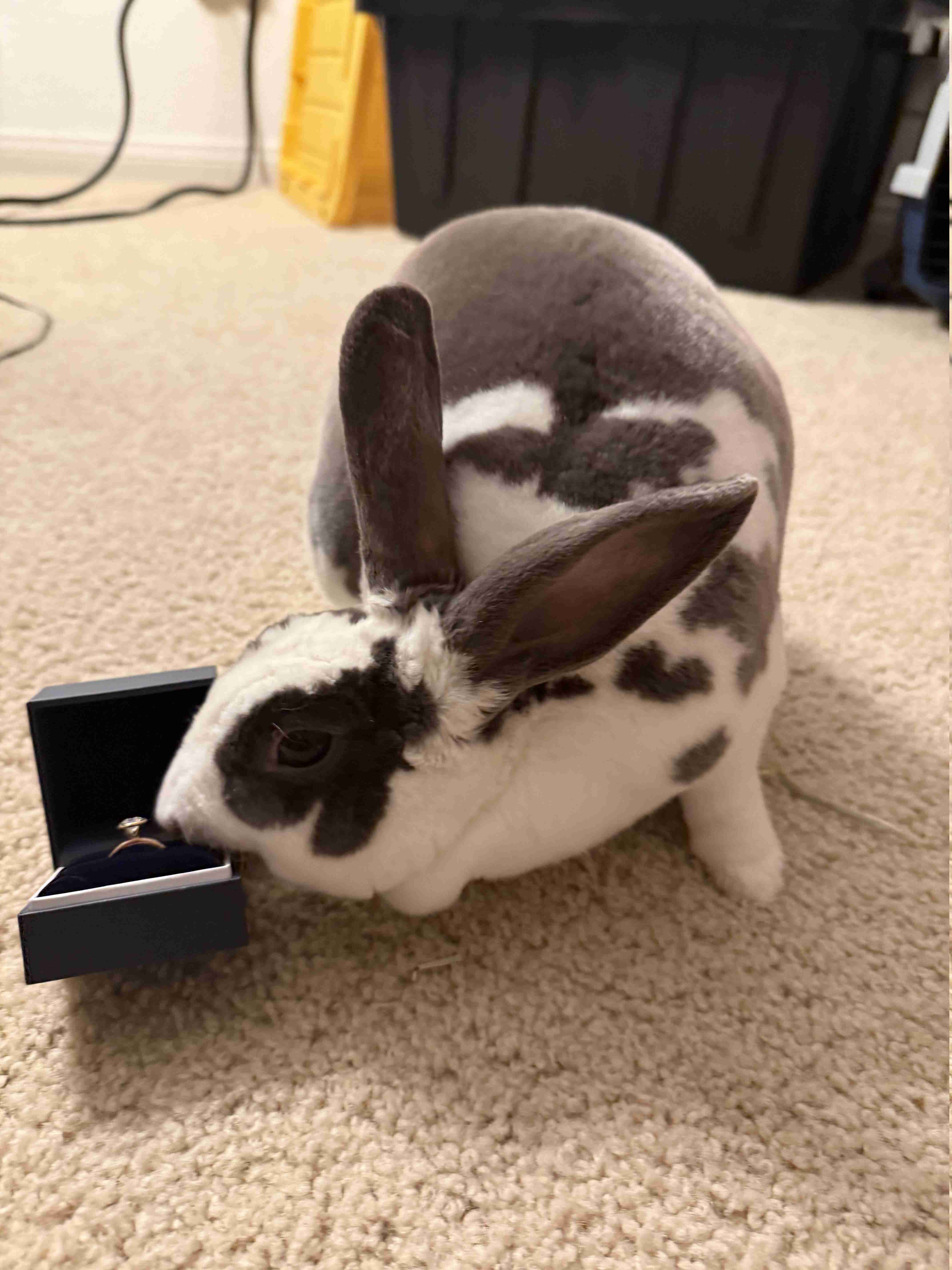 Moose was a fan of the ring!
